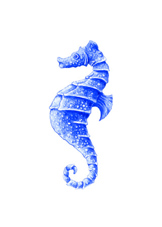 Seahorse  Watercolor illustration on a white backgroundの写真素材