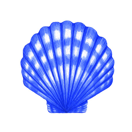 Watercolor illustration of Scallop shell on white backgroundの写真素材