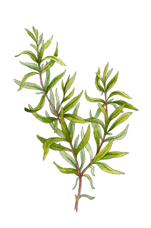 Sprig of rosemary  Watercolor illustration on a white backgroundの写真素材