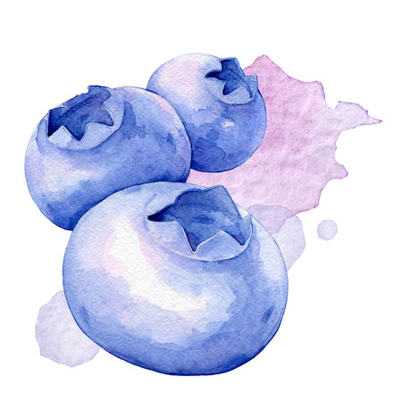 Blueberries on the white background  Watercolor illustrationの写真素材