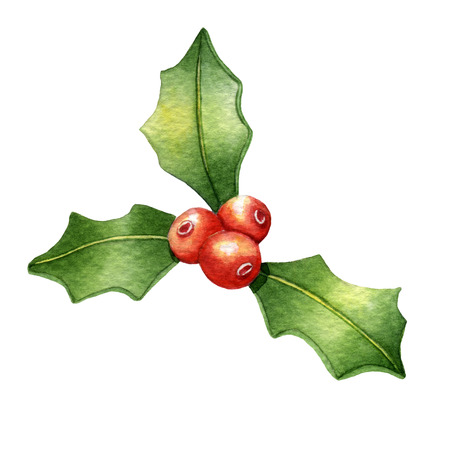 Holly berries. Watercolor illustration on a white backgroundの写真素材