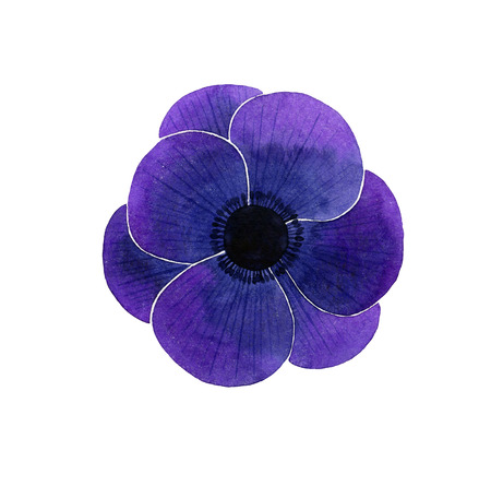 Watercolor Anemone on a white backgroundの写真素材