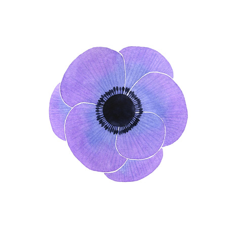 Watercolor Anemone on a white backgroundの写真素材