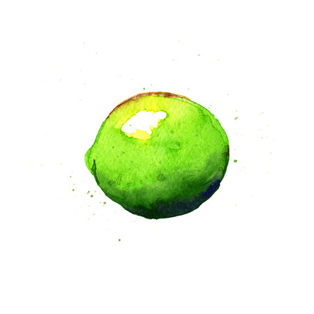 Lime. Watercolor illustration on a white backgroundの写真素材