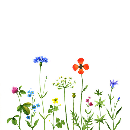 Wild flowers on a white background. Watercolor illustrationの写真素材