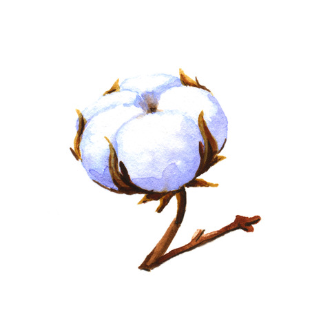 Cotton plant. Watercolor illustration on a white backgroundの写真素材