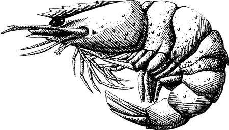 Shrimp on a white backgroundのイラスト素材