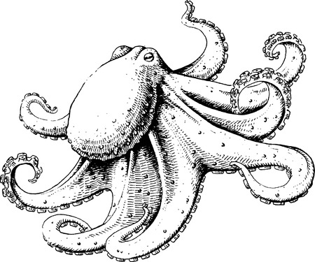 Octopus, illustration, sketch.のイラスト素材