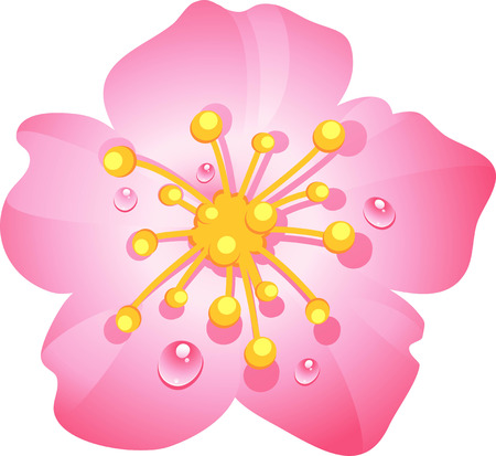 Pink cherry flower with dew drops. eps 10のイラスト素材