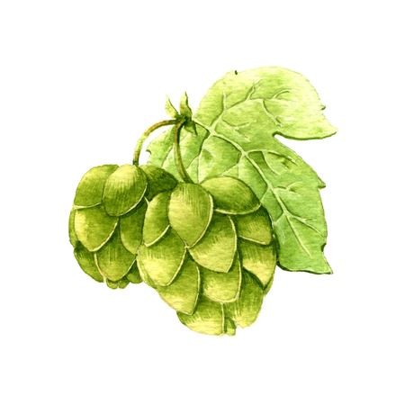 Hop. Watercolor illustration on whiteの写真素材