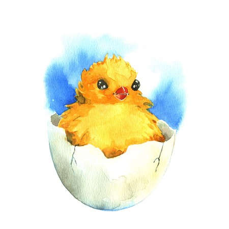 Chicken in the eggshell. Watercolor illustration on a white backgroundの写真素材