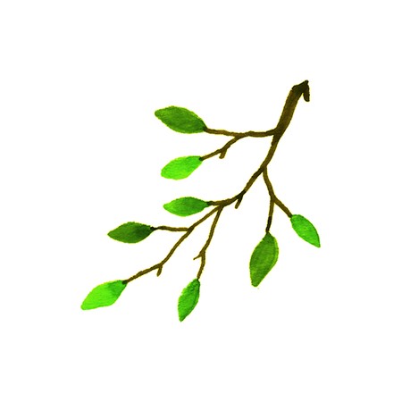 Branch of a deciduous tree. Watercolor hand-drawn illustration on a white backgroundの写真素材