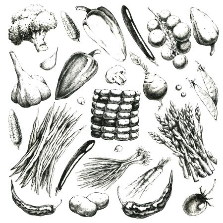 Black-white hand-drawn set of vegetables. Jpeg only.の写真素材