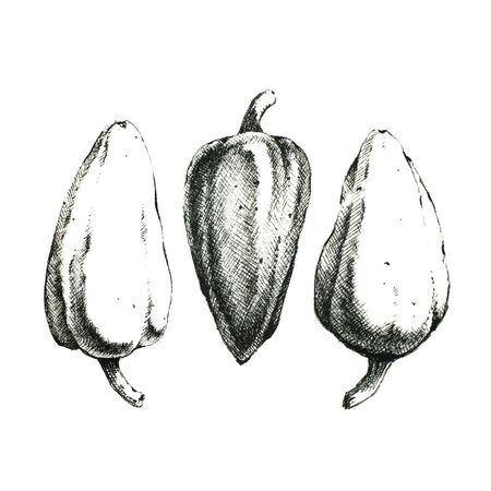 Hand-drawn black and white image of three peppers. JPEG onlyの写真素材