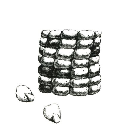 Hand-drawn black and white image of a piece of corncob. JPEG onlyの写真素材