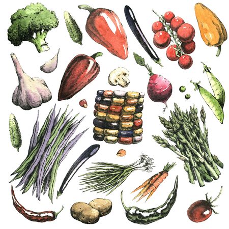 Watercolor hand-drawn set of vegetables. Jpeg only.の写真素材