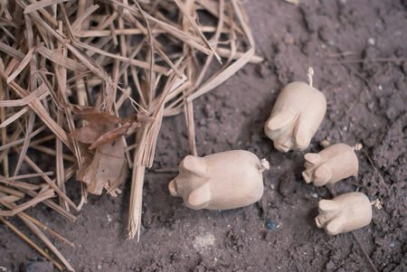 Pig finding food on groundの写真素材