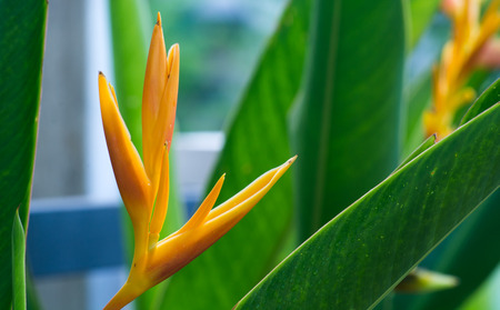 Heliconia  yellow in my gardenの写真素材