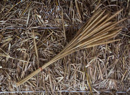 agricultural crop dry and natural at thailandの写真素材