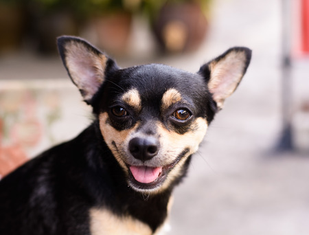 Small chihuahua puppies の写真素材