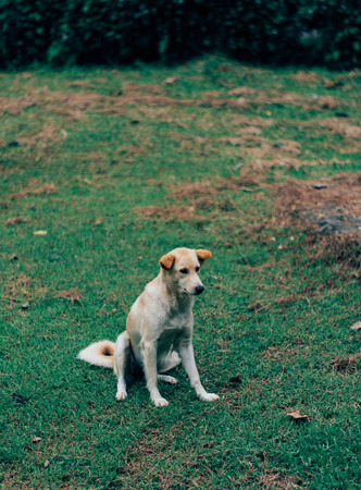Dogs abandoned no one cares.の写真素材