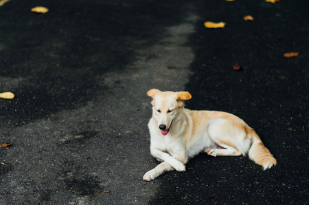Abandoned dog ignoredの写真素材