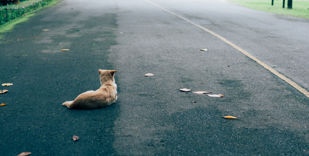 Dogs abandoned in the street, no one cares.の写真素材