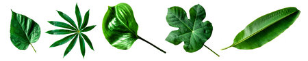 Collection isolated nature green leaves on white background for design elements.