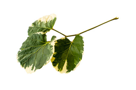 Isolated  tropical forest plant. Nature leaves on white background