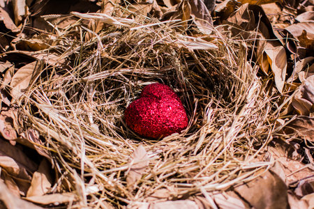 Valentine day Red heart-shaped in the nest of the chicken. The concept of valentine day.