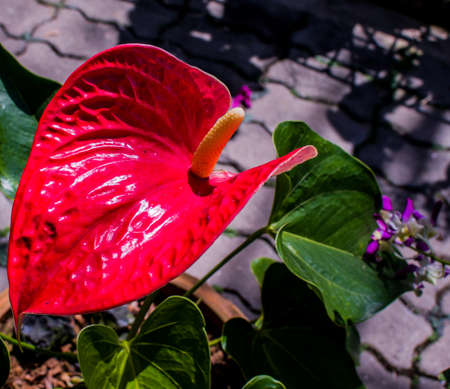 Anthurium is a red heart-shaped flower in home gardening and or indoor microgreen. Anthuriums have come to symbolize hospitality.の写真素材
