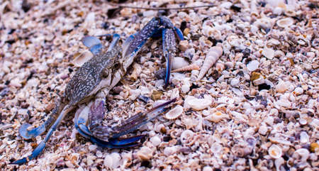Fresh blue swimming crab or caught flower crab walking on the beach. This crab can be seen every season in the seaside town in Thailand.の写真素材