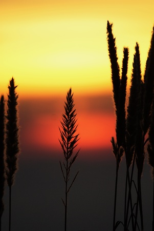 Last rays of the sun. It's a beautiful light that you are describing.の写真素材