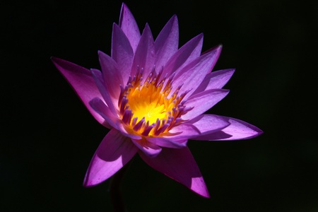 LotusThe growing popularity of the Thai people worship the lotus.の写真素材