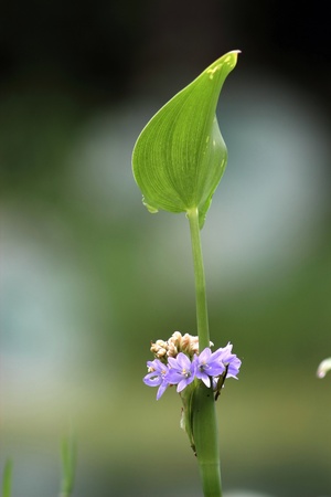 Flowers, blue water is a common Java. Some people used to do...の写真素材