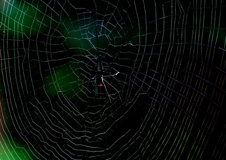 Black spider is common in all forests in Thailand are easy to find.の写真素材