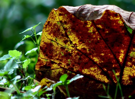 Spring is the season of birth has to die.の写真素材