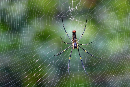 Black spider is common in all forests in Thailand are easy to find.の写真素材