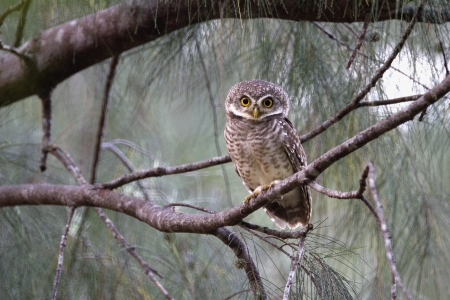 Prachuap Khiri Khan Wanakon Beach Post.の写真素材