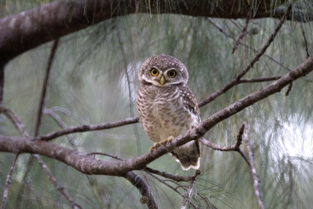 Prachuap Khiri Khan Wanakon Beach Post.の写真素材