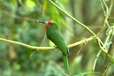 Red-bearded  Bee-eater  Bird  Phetchaburi Kaeng Krachan photographyの写真素材
