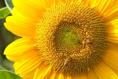 SunflowerWong Sun-like yellow seeds, edible oil made   out to be の写真素材