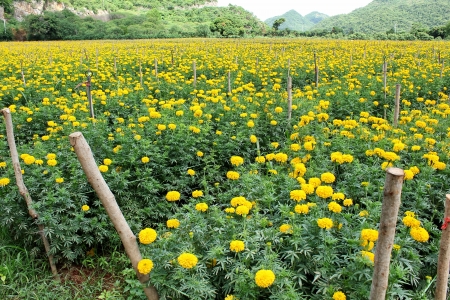 Colorful yellow marigold plant edible. In Thailand I made ??dedicated to the worship of the steering wheel.の写真素材