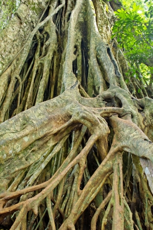 Large roots can be seen in the rainforests of Asia, particularly Thailand, Khao Yai National Park Land の写真素材