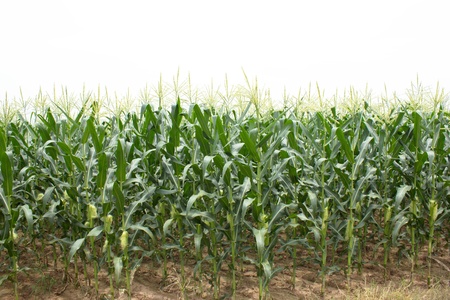 Corn crop that is both people and pets. The plant life of learning for my taste gradually. Widely cultivated in Europe and Asia.の写真素材