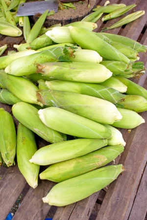 Corn crop that is both people and pets. The plant life of learning for my taste gradually. Widely cultivated in Europe and Asia.の写真素材