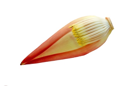 Banana plantsの写真素材