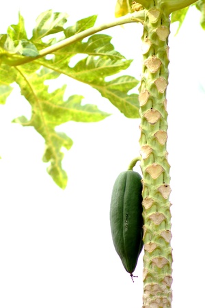 Papaya fruit is eaten both raw and cooked using cooking oil trades. The salad is very popular.の写真素材