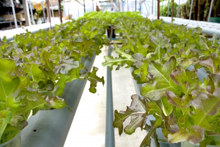 Organic vegetables grown on plastic pipes, PVC water visibly rotating through. Do not use chemicals.の写真素材