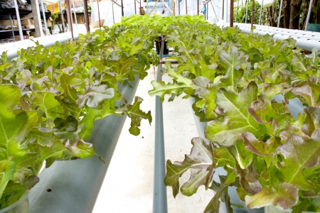 Organic vegetables grown on plastic pipes, PVC water visibly rotating through. Do not use chemicals.の写真素材